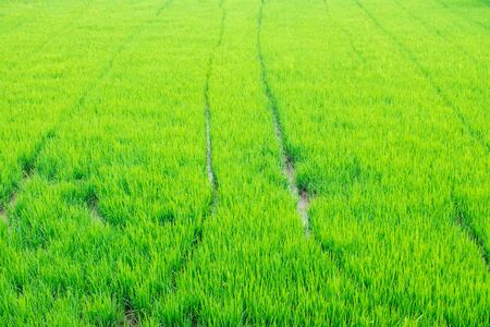 Green rice fields in Thailand.の写真素材
