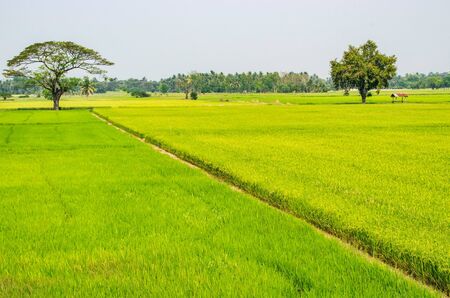 Rice field in Thailand with sky background.の写真素材