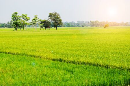 Rice field in Thailand with sky background.の写真素材