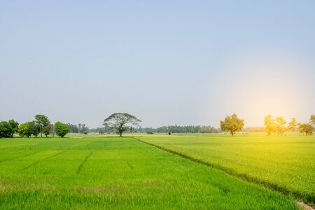 Rice field in Thailand with sky background.の写真素材