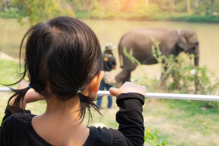 Girls are watching elephants eating fruits that people bring to raise.の写真素材
