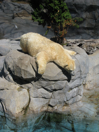 Polar Bears playing at Seaworld â Australiaの写真素材