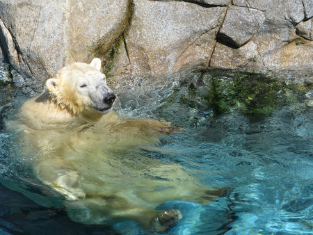 Polar Bears playing at Seaworld â Australiaの写真素材
