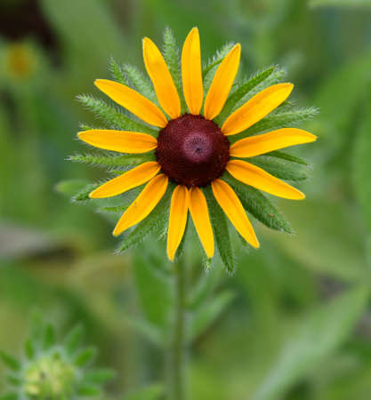 Yellow coneflower close up against green background