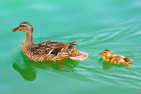 Duck swimming in a with  ducklingの写真素材