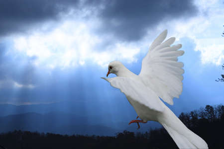 White dove descending against blue sky with sun rays coming through clouds.の写真素材