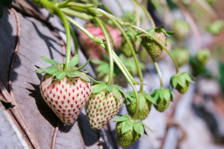 Strawberries are with the tree.の写真素材