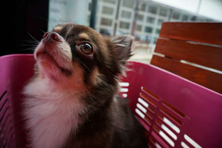Chihuahua with concentration eyesの写真素材