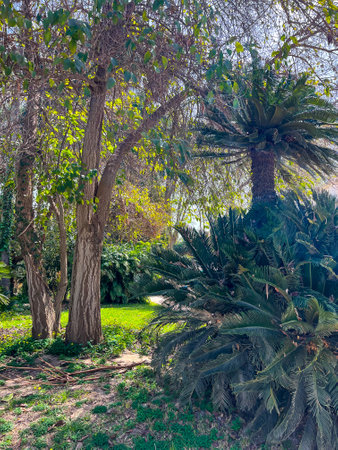 The botanical garden Jardin dEssai du Hamma in Algiersの写真素材
