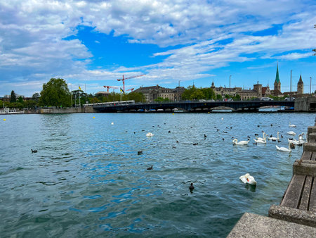 Panoramic view of the Zurich lake and white swans in summerの写真素材