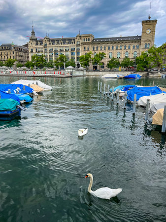 Panoramic view of the Zurich lake and white swans in summerの写真素材