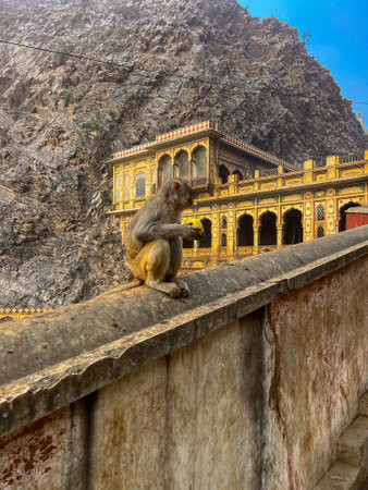 A monkey inside Galta Ji Hindu temple near Jaipur, Rajasthanの写真素材