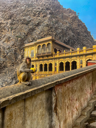 A monkey inside Galta Ji Hindu temple near Jaipur, Rajasthanの写真素材