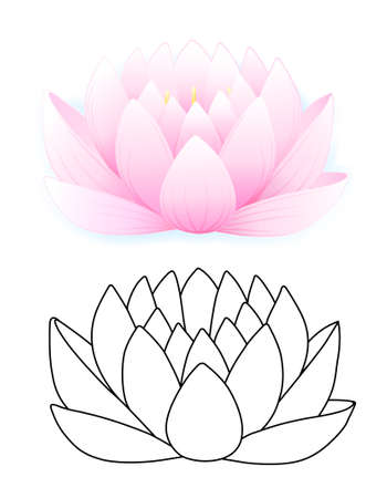 Pink lotus のイラスト素材