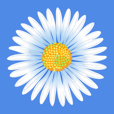 Chamomile flowerのイラスト素材