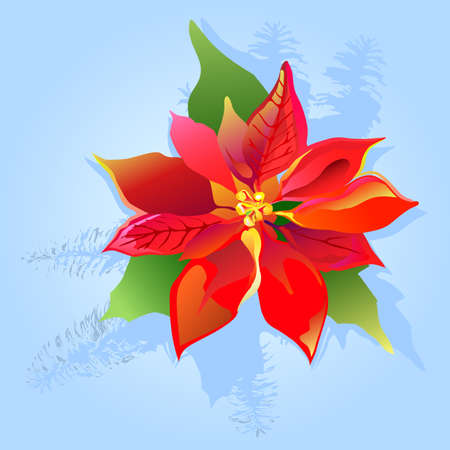 Christmas card with poinsettia and fir branch on blue grunge background, vector illustrationのイラスト素材