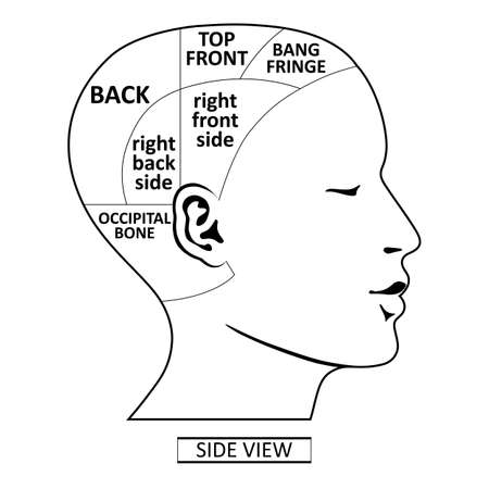 Man head divisions scheme template (side view), vector illustration isolated on white backgroundのイラスト素材