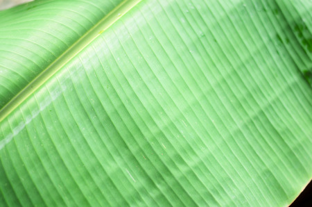 Banana leave with outdoor back lightの写真素材
