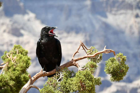 Black Bird on a branch cawingの写真素材