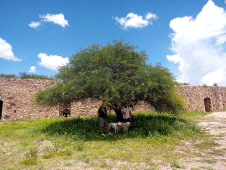 Two Latino adult men with their dogs cover themselves from the sun under the shade of the only tree in the park due to felling and the danger of UV raysの写真素材