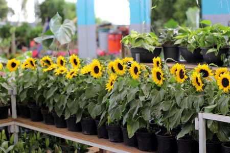 yellow flower greenhouse, black potted sunflower plant for saleの写真素材