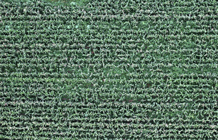 Geometrically planted green plant crops on a farm in the middle of the countryside creating texturesの写真素材