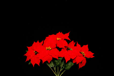 Red Mexican poinsettia flowers to frame Christmas message on black background with golden stars, canes, handmade dollの写真素材