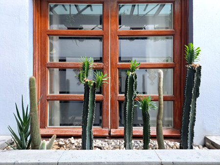 Colonial architecture window blue wall with decorative cactus plants in the streets of Mexicoの写真素材