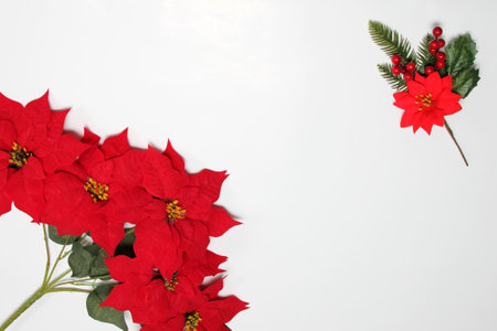 Fresh and natural red poinsettia flowers as frame for Christmas good wishes message on a white backgroundの写真素材