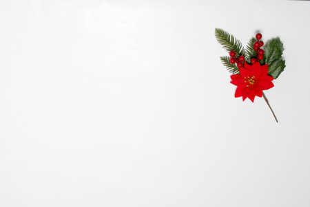 Fresh and natural red poinsettia flowers as frame for Christmas good wishes message on a white backgroundの写真素材