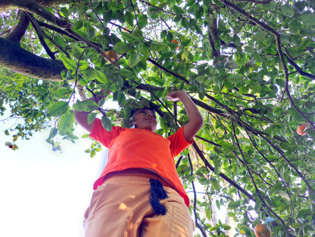 10-year-old dark-skinned Latino boy climbs a tree to harvest mandarins, lives and works in the field...