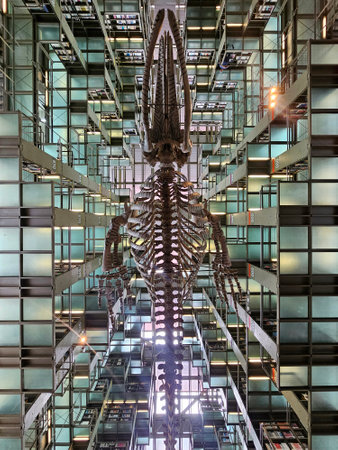 Mexico City, Mexico - Nov 20 2024: Gray whale skeleton in the Vasconcelos Library of Mexico City, a bibliographic facility located in downtown of the Mexican capitalのeditorial素材