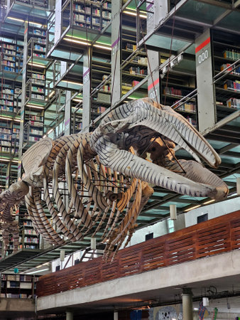 Mexico City, Mexico - Nov 20 2024: Gray whale skeleton in the Vasconcelos Library of Mexico City, a bibliographic facility located in downtown of the Mexican capitalのeditorial素材