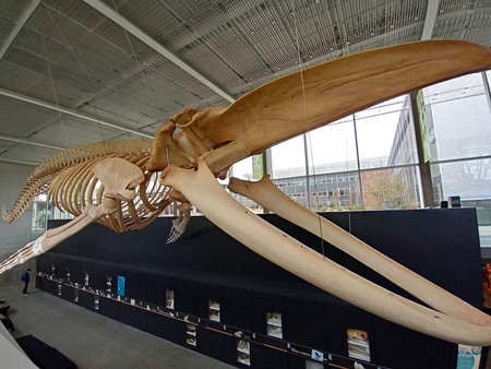 British Columbia, Vancouver, Canada - Mar 12 2022: Skeleton of a blue whale at the Beaty Biodiversity Museum of Natural History in Vancouver, British Columbia, Canadaのeditorial素材