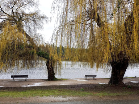 Stanley Park Vancouver's largest urban park with scenic views of water, mountains, sky, and trees along famous Seawallの写真素材