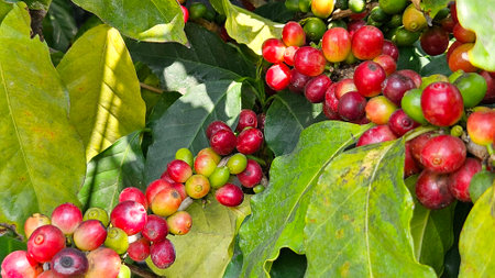 Cherries or coffee berries are the fruit that the coffee tree produces after flowering. These cherries contain two coffee beans insideの写真素材