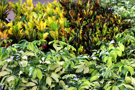 View of colorful flowers, vegetation green plants