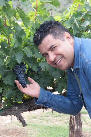 Adult Latino man walks through the vineyard to check the grapes ready for harvesting and harvesting...