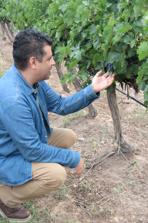 Adult Latino man walks through the vineyard to check the grapes ready for harvesting and harvesting...