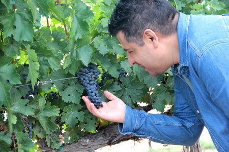 Adult Latino man walks through the vineyard to check the grapes ready for harvesting and harvesting...