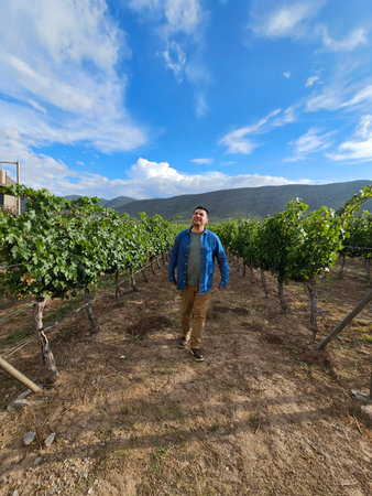 Latino adult man walks through a vineyard ready for harvest in the mountainsの写真素材