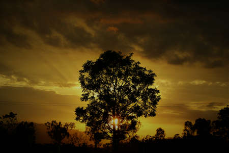 Evening tree
