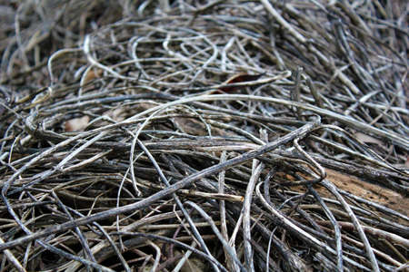 Dry branchesの写真素材