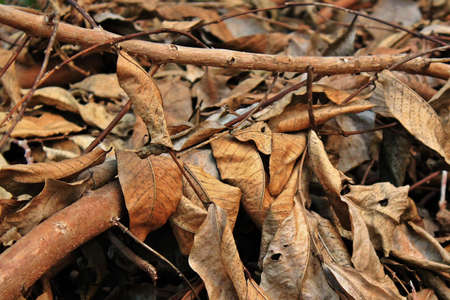 Dry leaves in the summer
