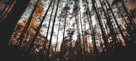 Pine tree forest in autumn. vintage filter effect. nature background.の写真素材