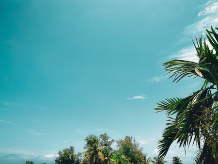 Tropical palm trees with blue sky background.の写真素材