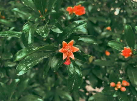 Red flower, soft colorsの写真素材