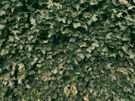 Green ivy wall background texture, soft colorsの写真素材