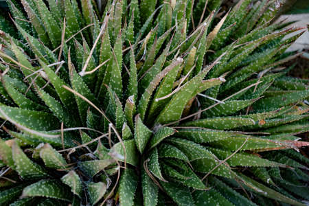 Cactus with spikes from the beginning to the tips.の写真素材