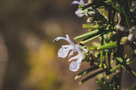 Violet flower found in the forest.の写真素材